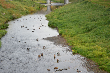 PRUDNIK PTAKI  KACZKI © jaceka