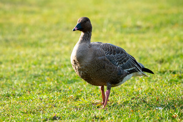 A wild pink footed goose stands in a field of grass with the sun shining on its body. The goose has a brown feathered chest and black and white feathers on its tail.