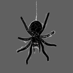 Black spider silhouette, close up of a spider, scary big spider. Web spider