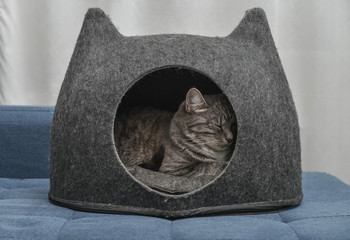 Cat sleeping in the small house, cat condo