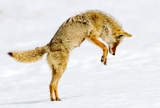 Coyote Hunting (Norris Canyon Rd) - Yellowstone - Powered by Adobe