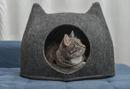 Cat is lying in the small house, cat condo