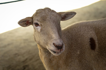 Obraz premium portrait of a sheep