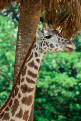 Giraffe / African Animal