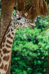 Giraffe / African Animal