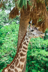 Giraffe / African Animal