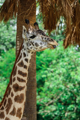 Giraffe / African Animal