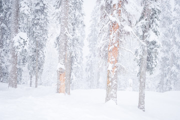 Forest after a heavy snowfall. Winter landscape.