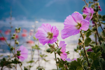 Obraz premium Beautiful pink flowers at sunset overlooking a Kotor bay, Montenegro