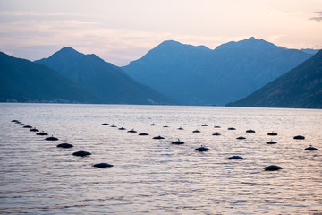 Naklejka premium Oyster farms in the Kotor Bay, Montenegro,