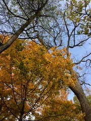 yellow tree in autumn