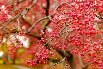 Korean tree with small pink fruits