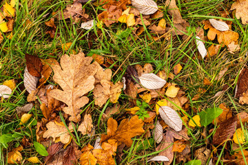 Autumn oak leaves on ground, top view background