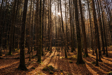 amazing forrest during sunset in fall season, autumn woods in Ebensee Austria