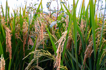 Fototapeta premium Rice Plant in Rice Farm Ready to Harvest 