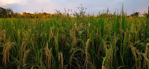 Rice Plant in Rice Farm Ready to Harvest 