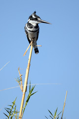 A pied kingfisher perches on a reed on the Chobe River in Botswana.