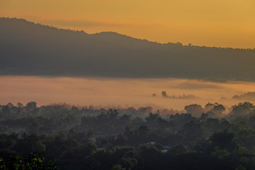 Fototapeta premium The blurry background of the fog that covers trees, roads, grass, in the morning is naturally beautiful, can be seen in the end of the rain, cold winter every year.