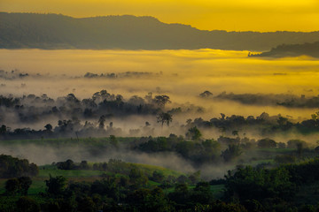 The blurry background of the fog that covers trees, roads, grass, in the morning is naturally beautiful, can be seen in the end of the rain, cold winter every year.