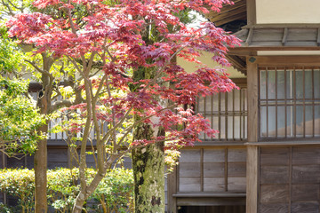 春に赤く色付くモミジの葉
