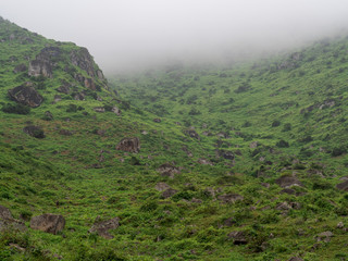 Views of the nature reserve, Lomas de Lucumo in Lima, Peru.