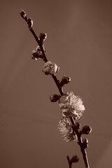 梅　紅梅　白バック　黒背景　マクロ　接写　花　つぼみ　セピア