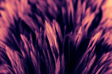Beautiful abstract colorful red and pink feathers on dark background and soft white purple feather texture on white pattern