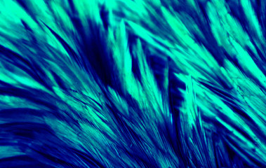 Beautiful abstract colorful white and light green feathers on dark background and soft white blue feather texture on white pattern