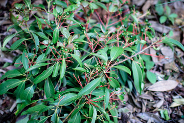 Close up tropical nature green leaf caladium texture background.Low key Dark lighting Nature background, green leaves in natural light and shadow.Tropical forest and travel adventure concept Dark gree
