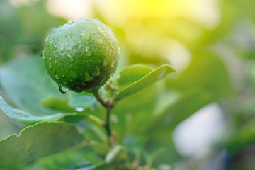 Fresh Thai green lemon on the tree