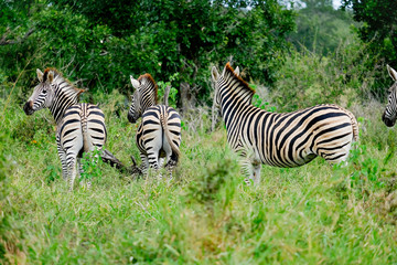 Three african zebras grazing in the wild