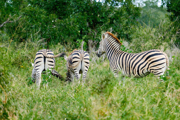 Three african zebras grazing in the wild