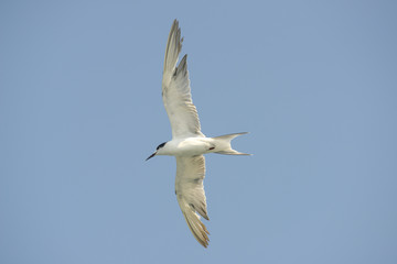 Little tern (Sternula albifrons) in flying action with blue sky background.