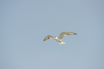 Little tern (Sternula albifrons) in flying action with blue sky background.