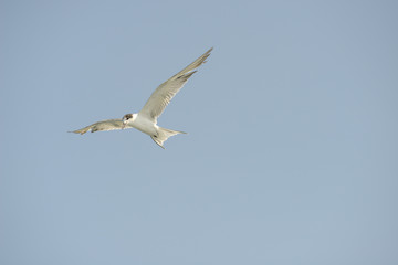 Little tern (Sternula albifrons) in flying action with blue sky background.