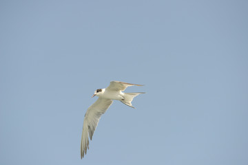 Little tern (Sternula albifrons) in flying action with blue sky background.