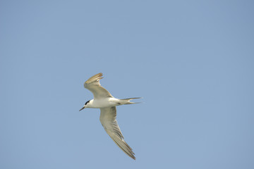 Little tern (Sternula albifrons) in flying action with blue sky background.