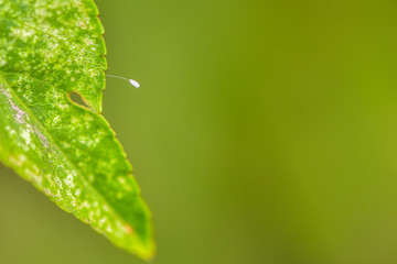 Close-up of various insects that inhabit wild plants