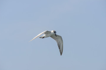 Fototapeta na wymiar Little tern (Sternula albifrons) in flying action with blue sky background.