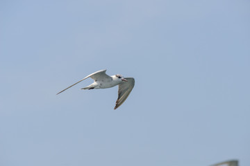 Little tern (Sternula albifrons) in flying action with blue sky background.