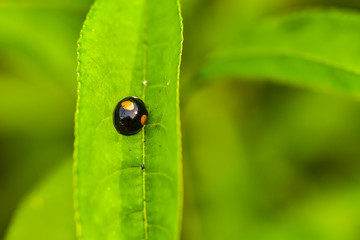 Close-up of various insects that inhabit wild plants