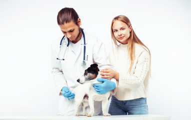 young veterinarian doctor in blue gloves examine little cute dog jack russell isolated on white background with owner blond girl holding it, animal healthcare