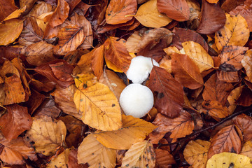 Closeup photography of leafs during the autumn season. 