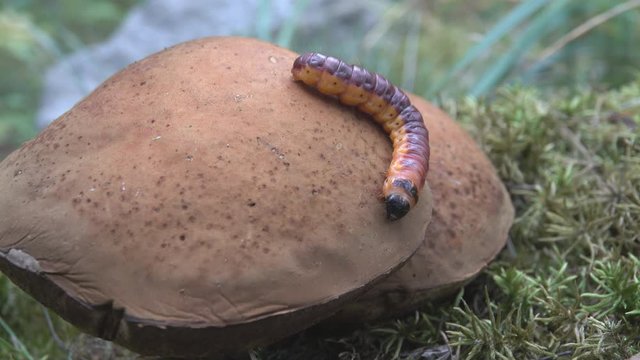Caterpillar crawling on a large mushroom boletus. Common goat moth (Coccus coccus) - pest; wood-destroying insect