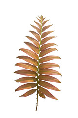 Purple fern leaves isolated from a white background clipping path
