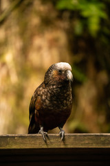 A close up of a New Zealand Kaka Parrot	
