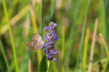 brown butterfly on a purple flower