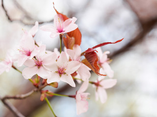 Light pink blossoms with leaves