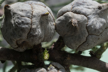 Macro photo of Juniper Berries in southwest New Mexico.