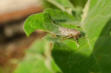 Side Of Cicada Insect